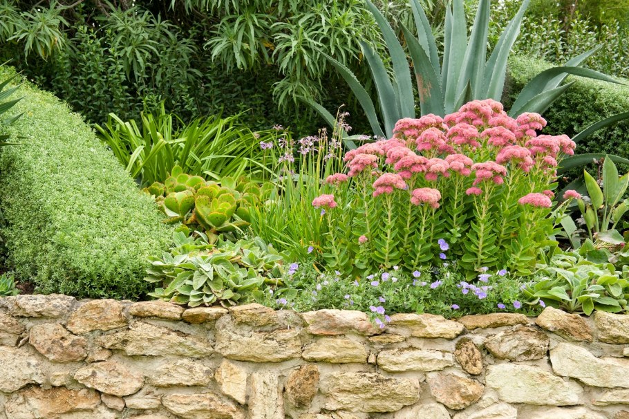 Очиток седум бордюр