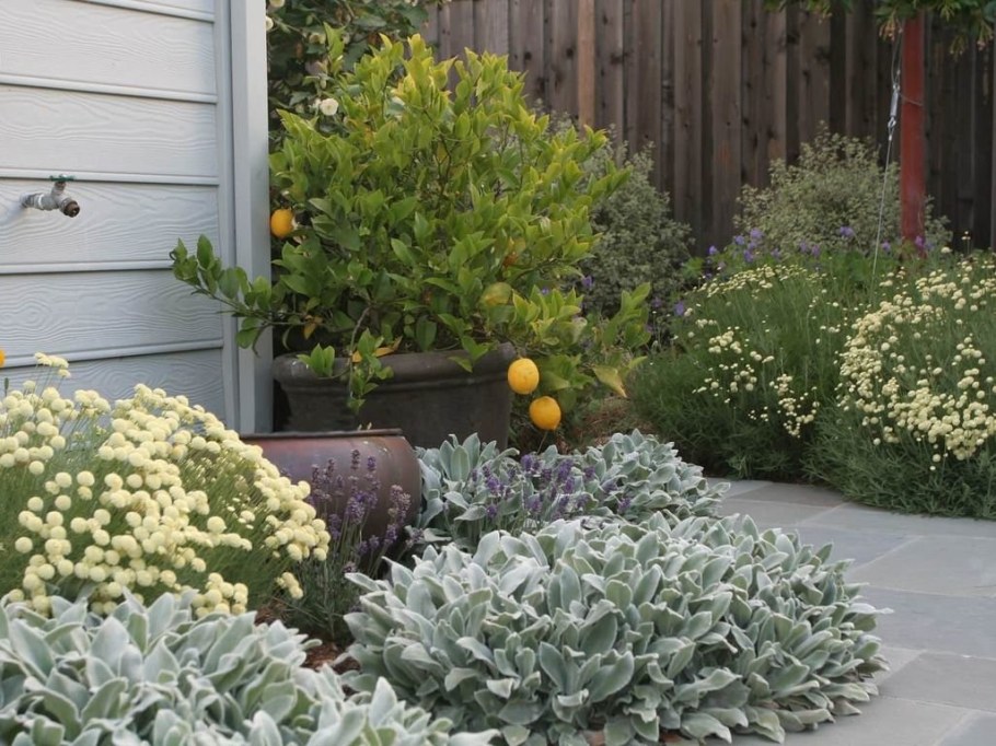 Чистец овечьи ушки