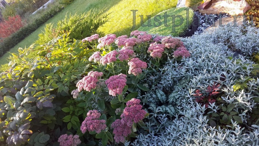 Очиток Видный