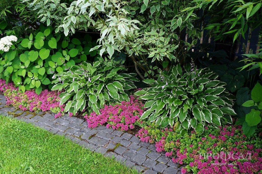 Рододендрон и Хоста