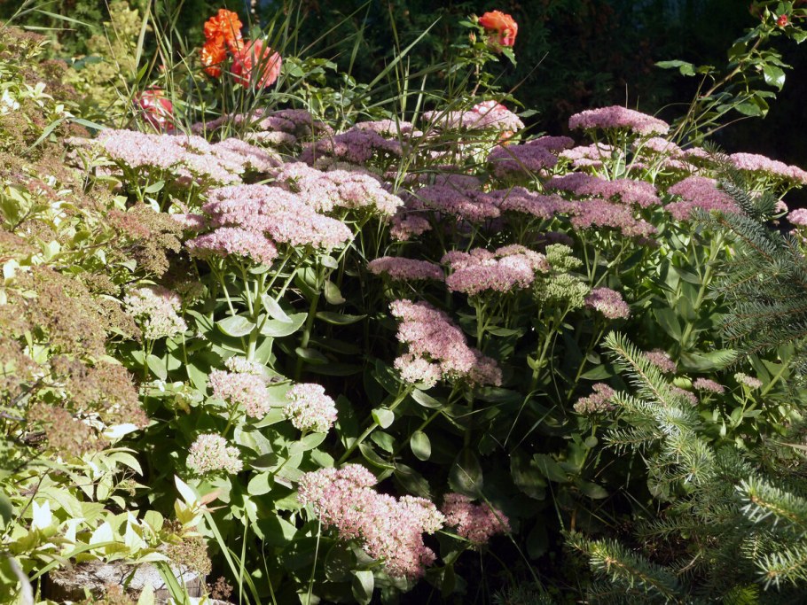 Очиток Bertram Anderson