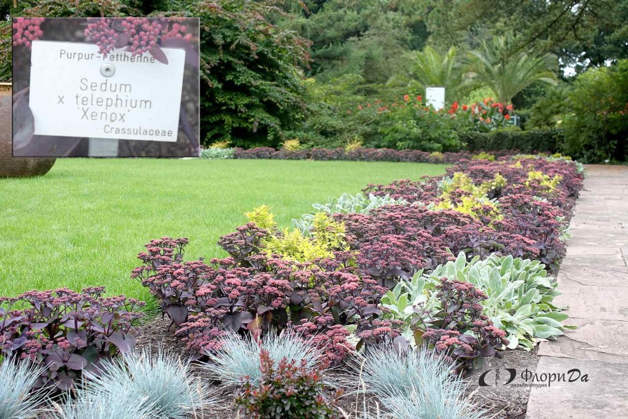 Седум Sunkissed