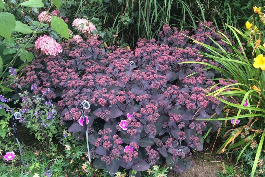 Очиток телефиум (Sedum telephium &#96;Munstead Dark Red&#96;)