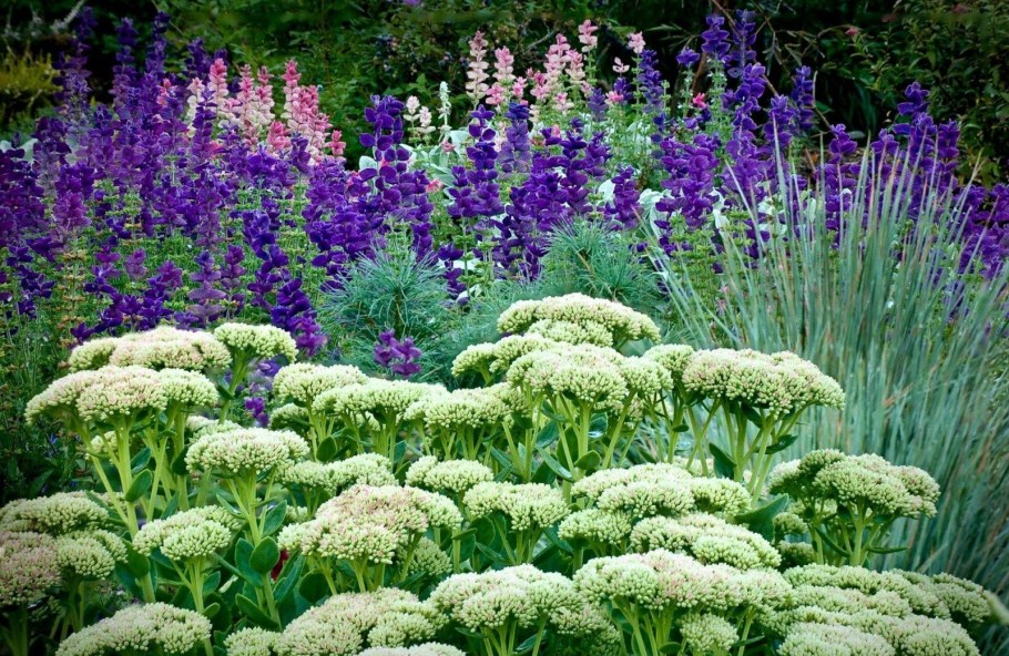 Тысячелистник и шалфей