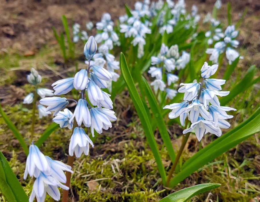 Пушкиния пролесковидная