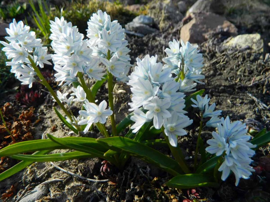 Пушкиния пролесковидная