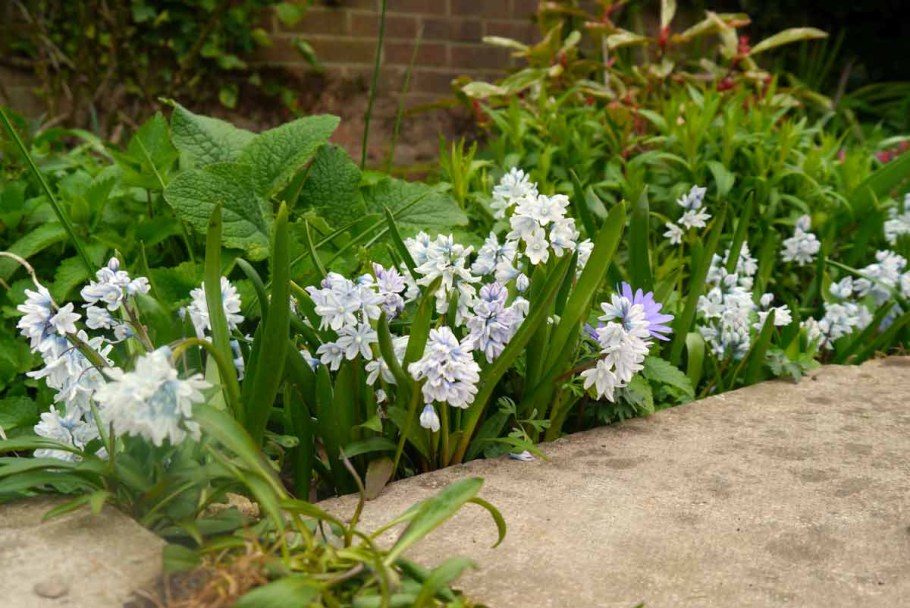 Пушкиния Ливанская Альба