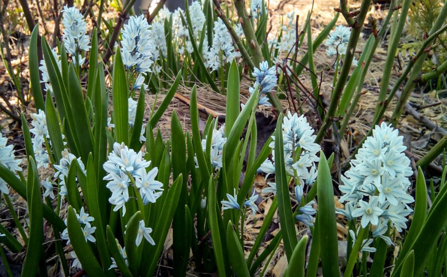 Эфемеры растения Алжир