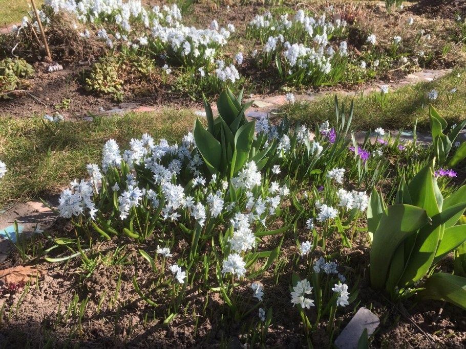 Пушкиния Ливанская Альба