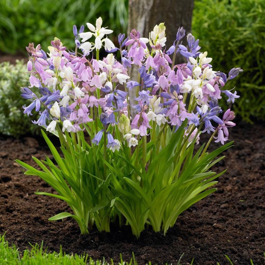 Гиацинтоидес Роуз