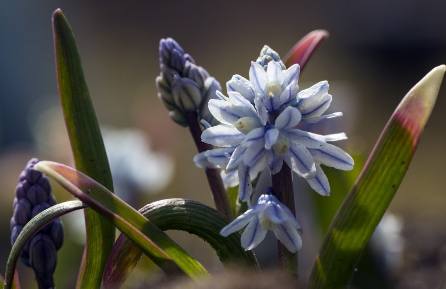 Пушкиния пролесковидная