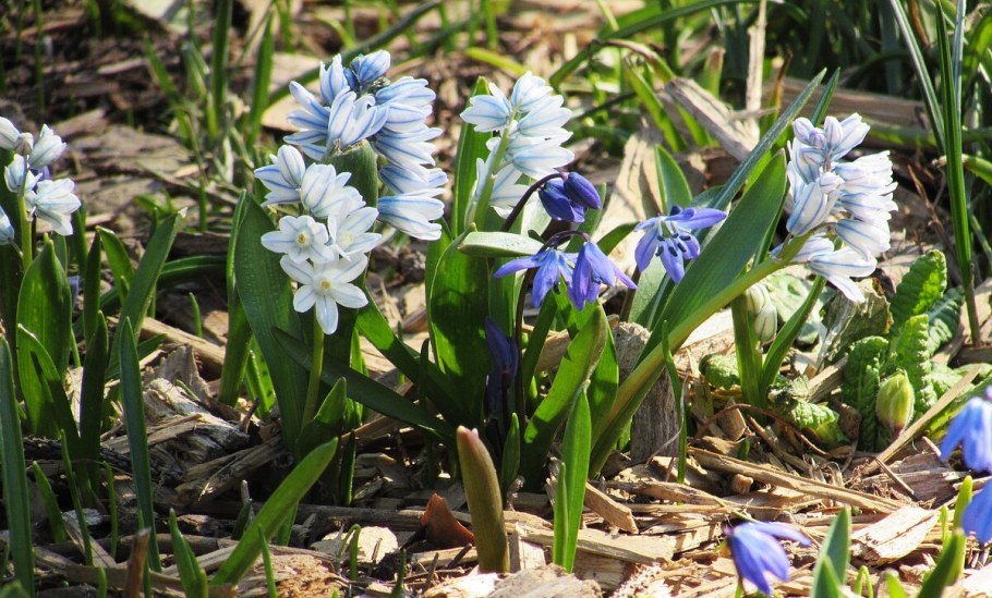 Пушкиния и Сцилла