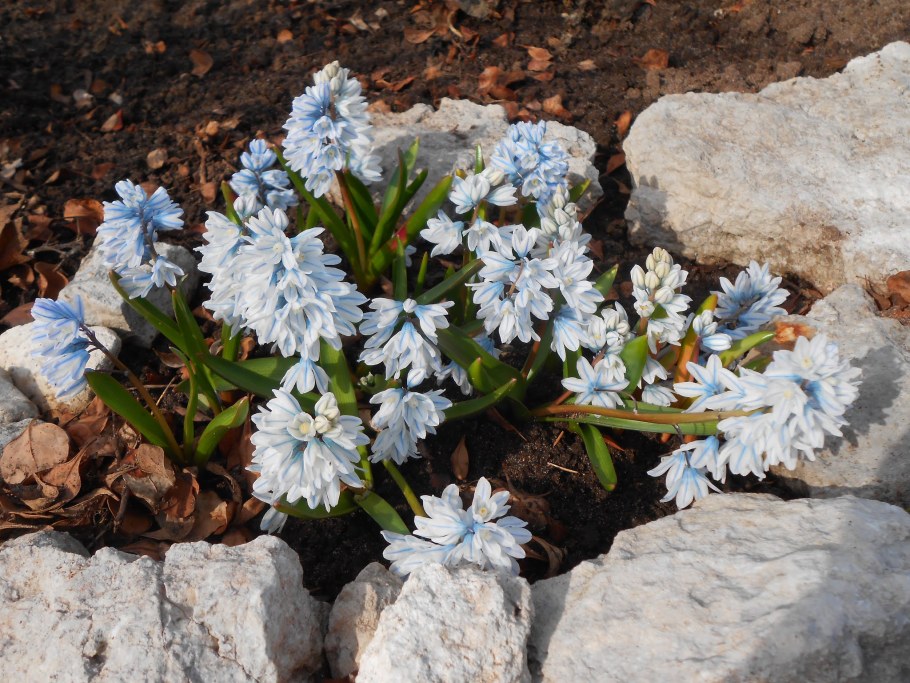 Пушкиния Ливанская