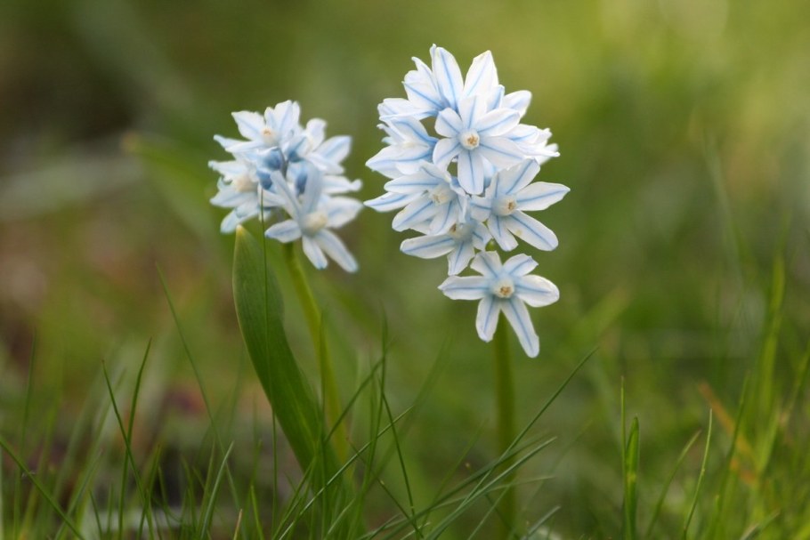 Пушкиния Ливанская