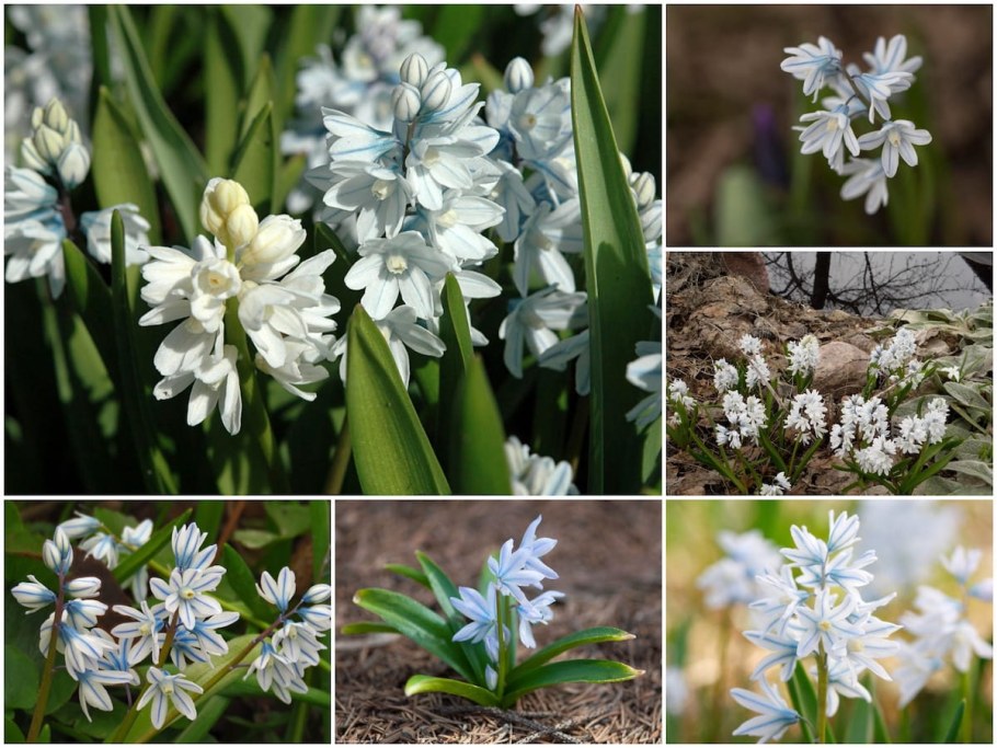 Пушкиния и пролеска