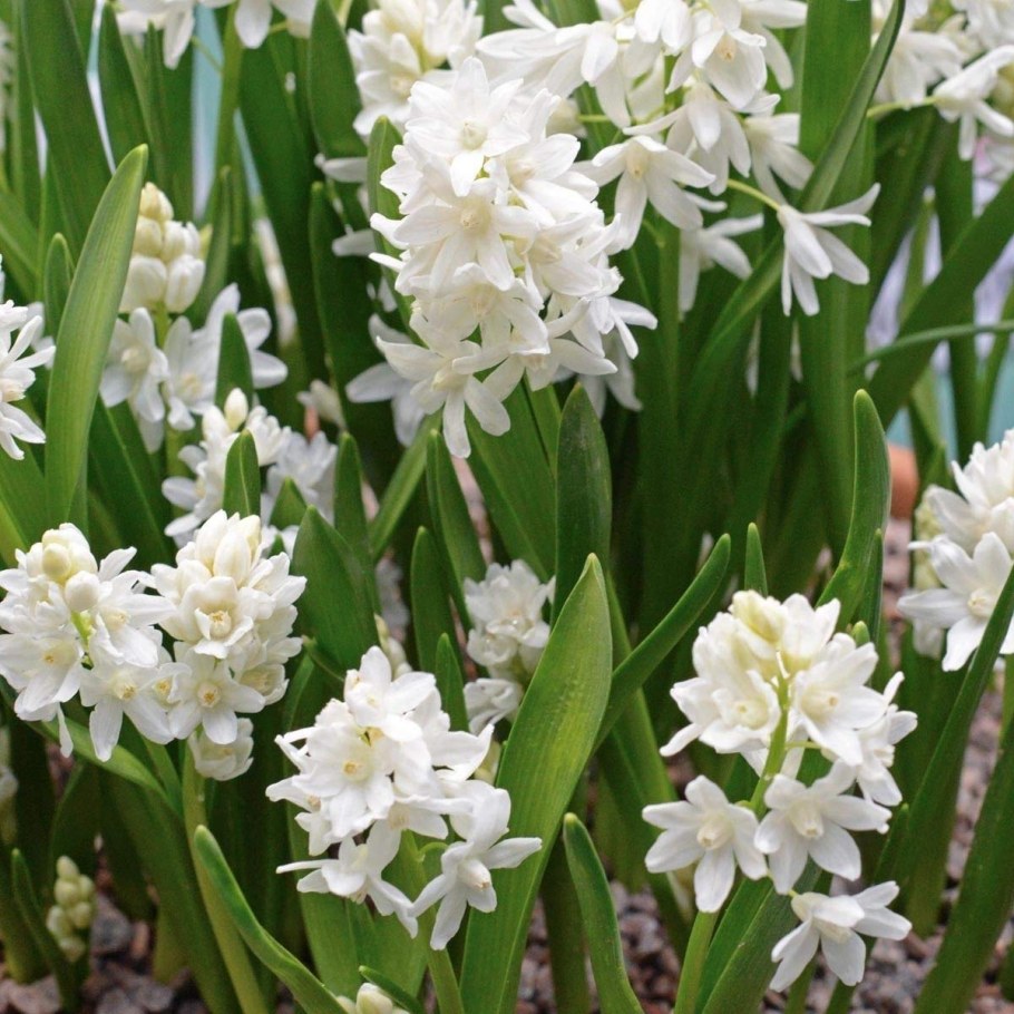 Пушкиния Ливанская Альба (puschkinia libanotica Alba