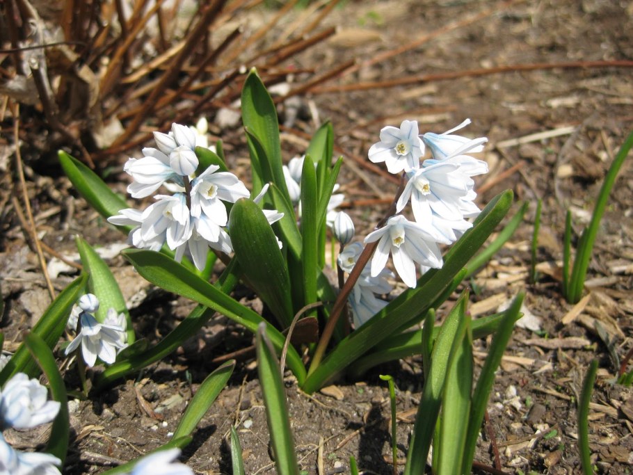 Хионодокса Форбса