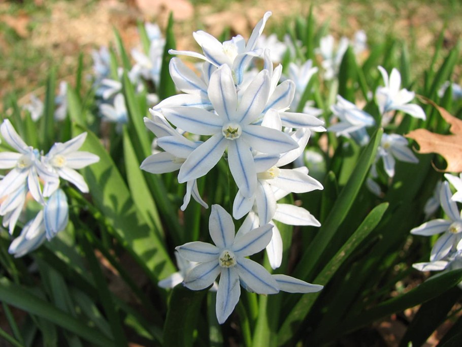 Пушкиния гиацинтовидная