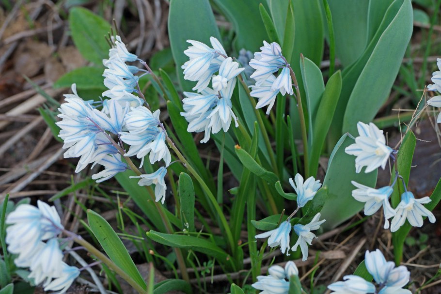 Пушкиния Ливанская