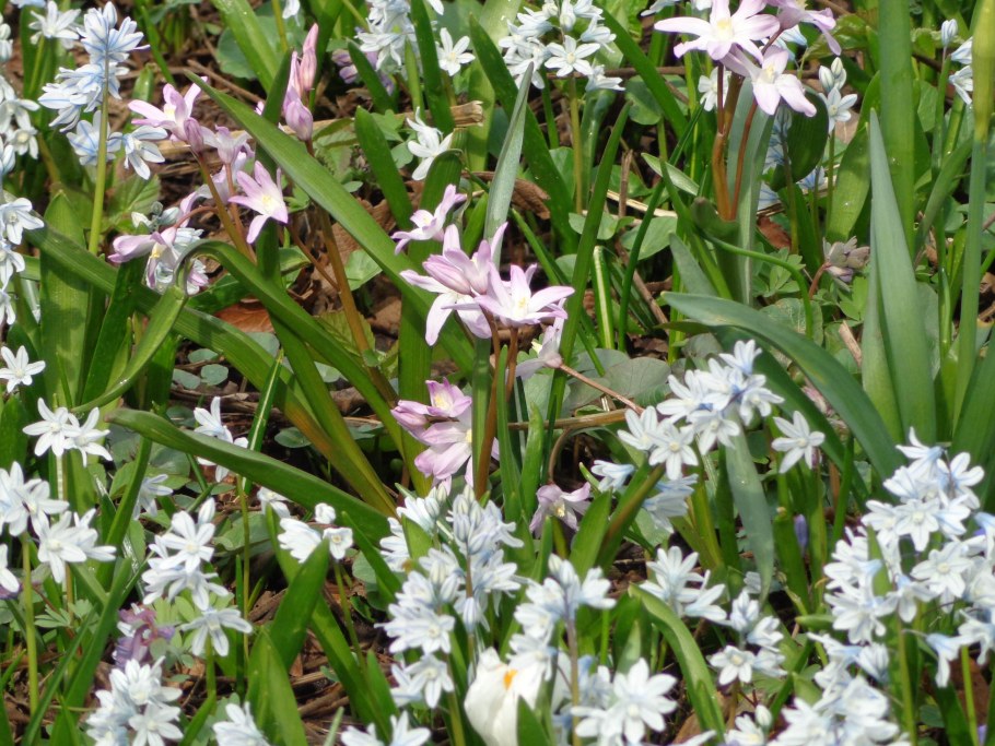 Птицемлечник и хионодокса