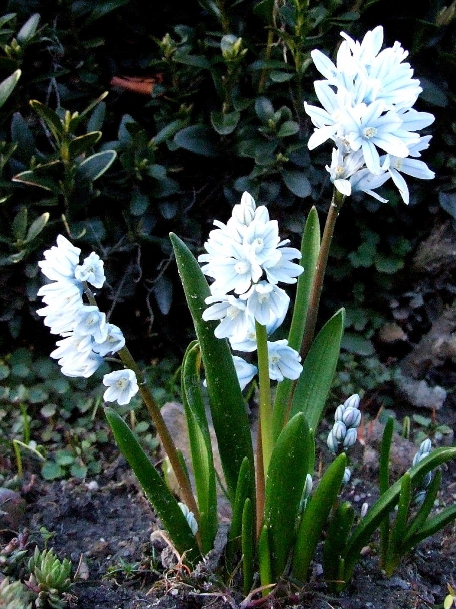 Пушкиния либанотика