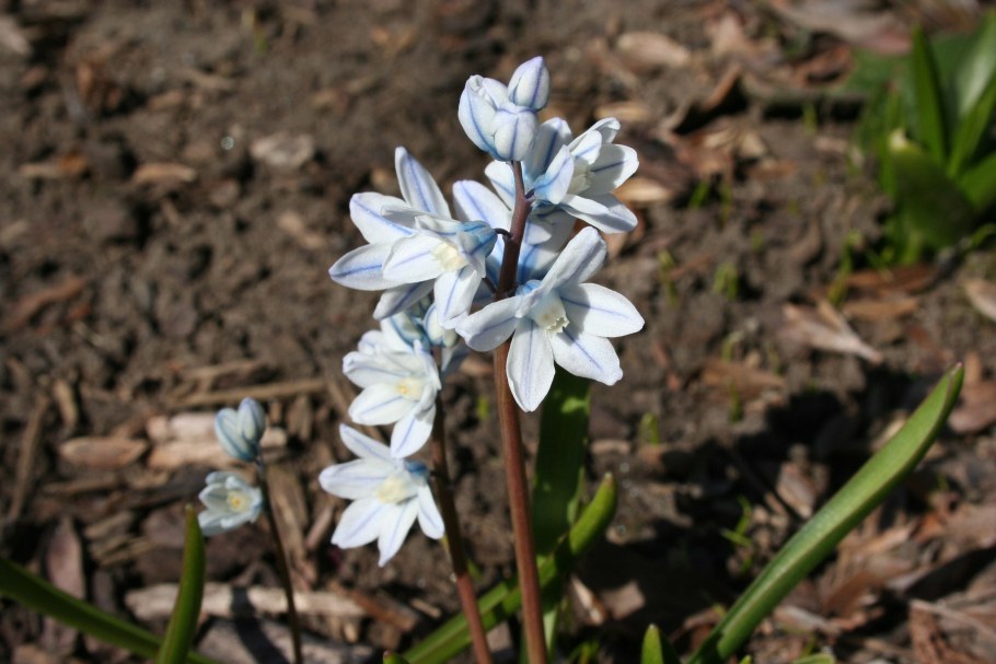 Пушкиния гиацинтовидная