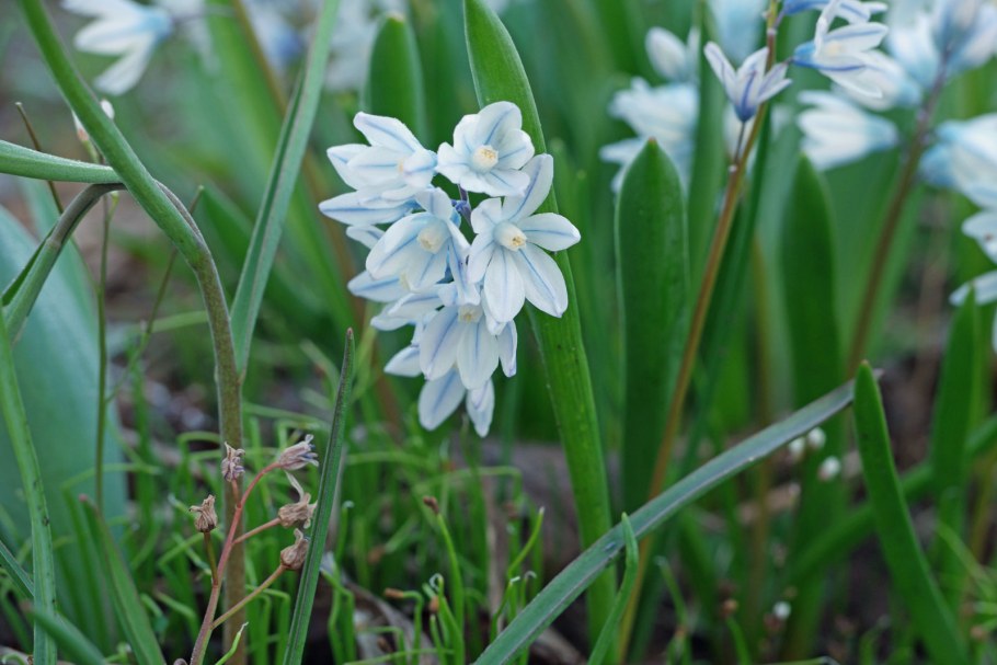 Пролеска пролесковидная