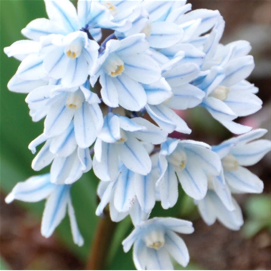 Пушкиния либанотика