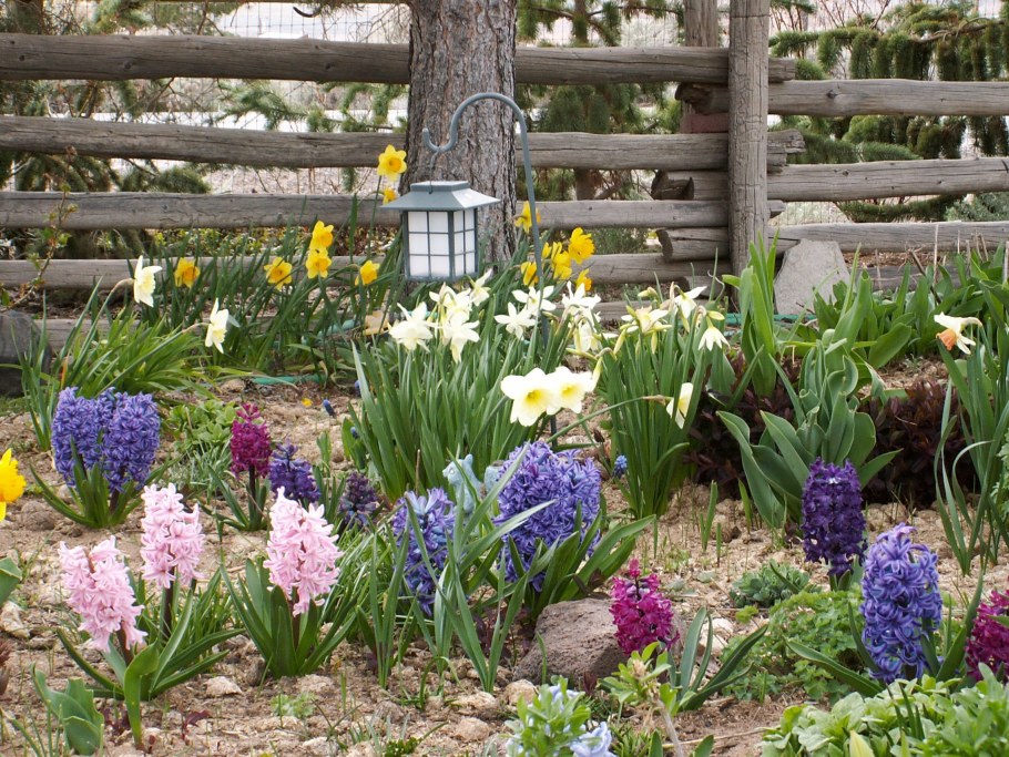 Крокусы, пушкиния, Сцилла