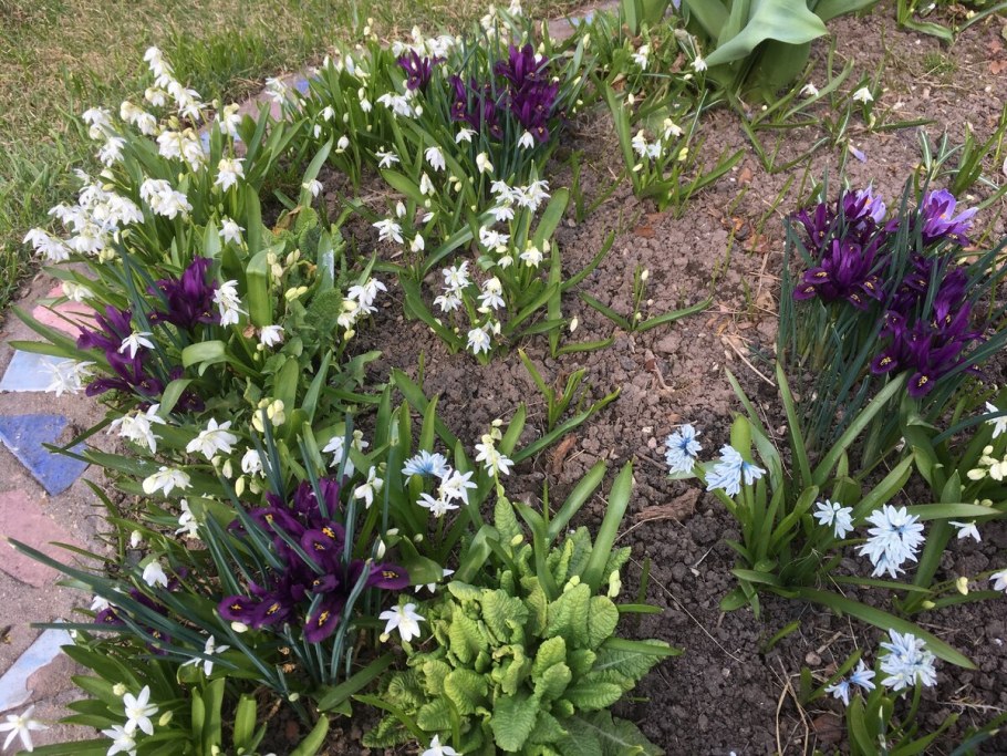 Мускари пушкиния Ливанская