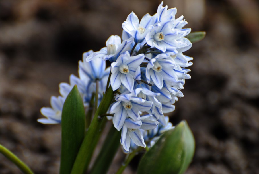 Пушкиния цветок