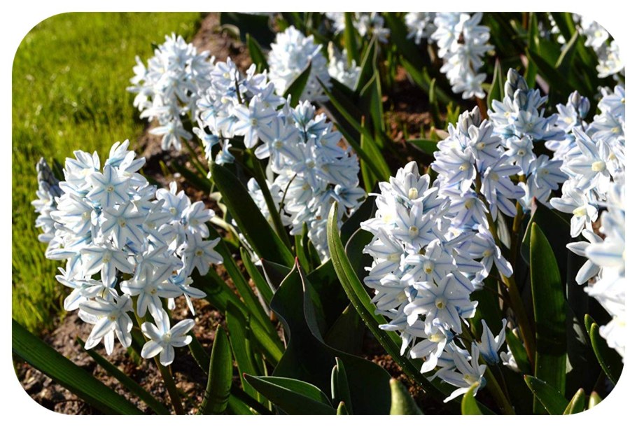 Пушкиния пролесковидная