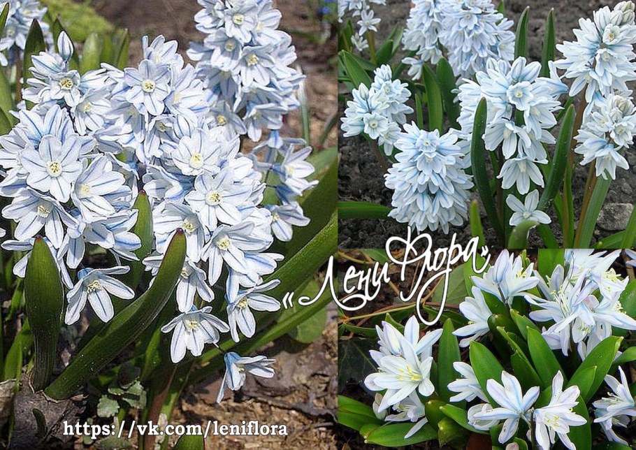 Пушкиния Ливанская Альба