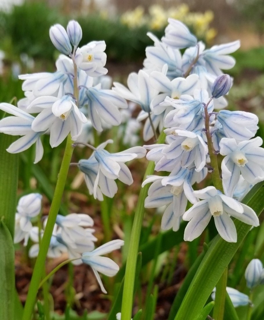 Пушкиния Сциллоидес