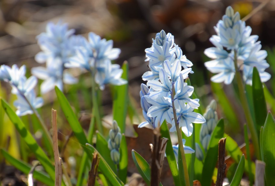 Пушкиния пролесковидная