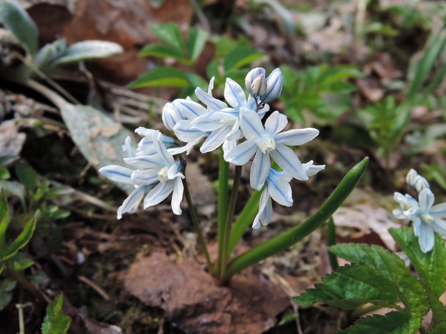 Пушкиния Ливанская