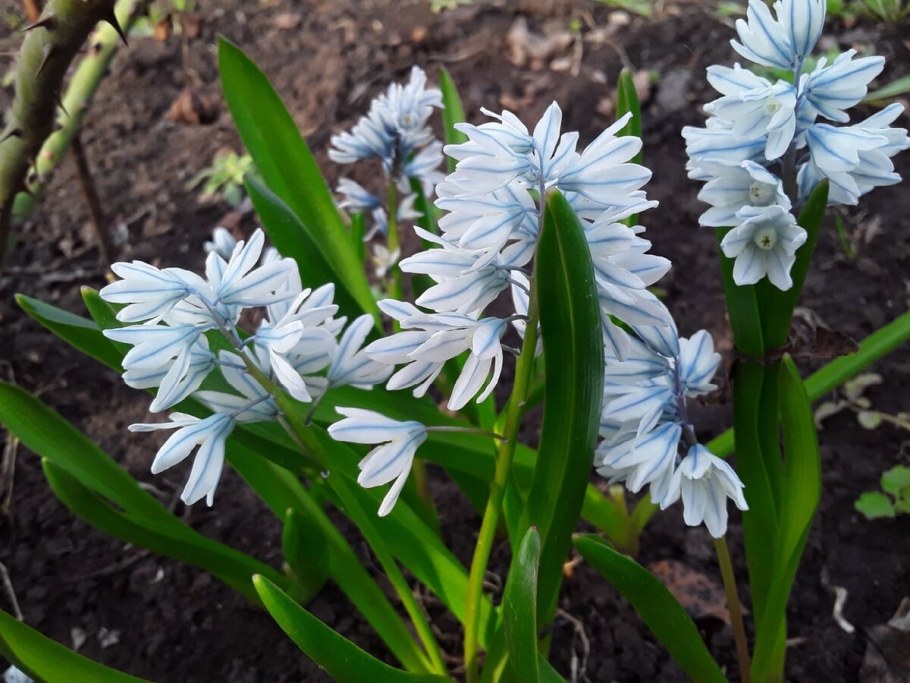 Пушкиния libanotica