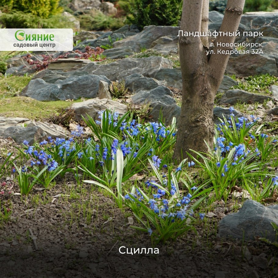 Мускари первоцветы луковичные