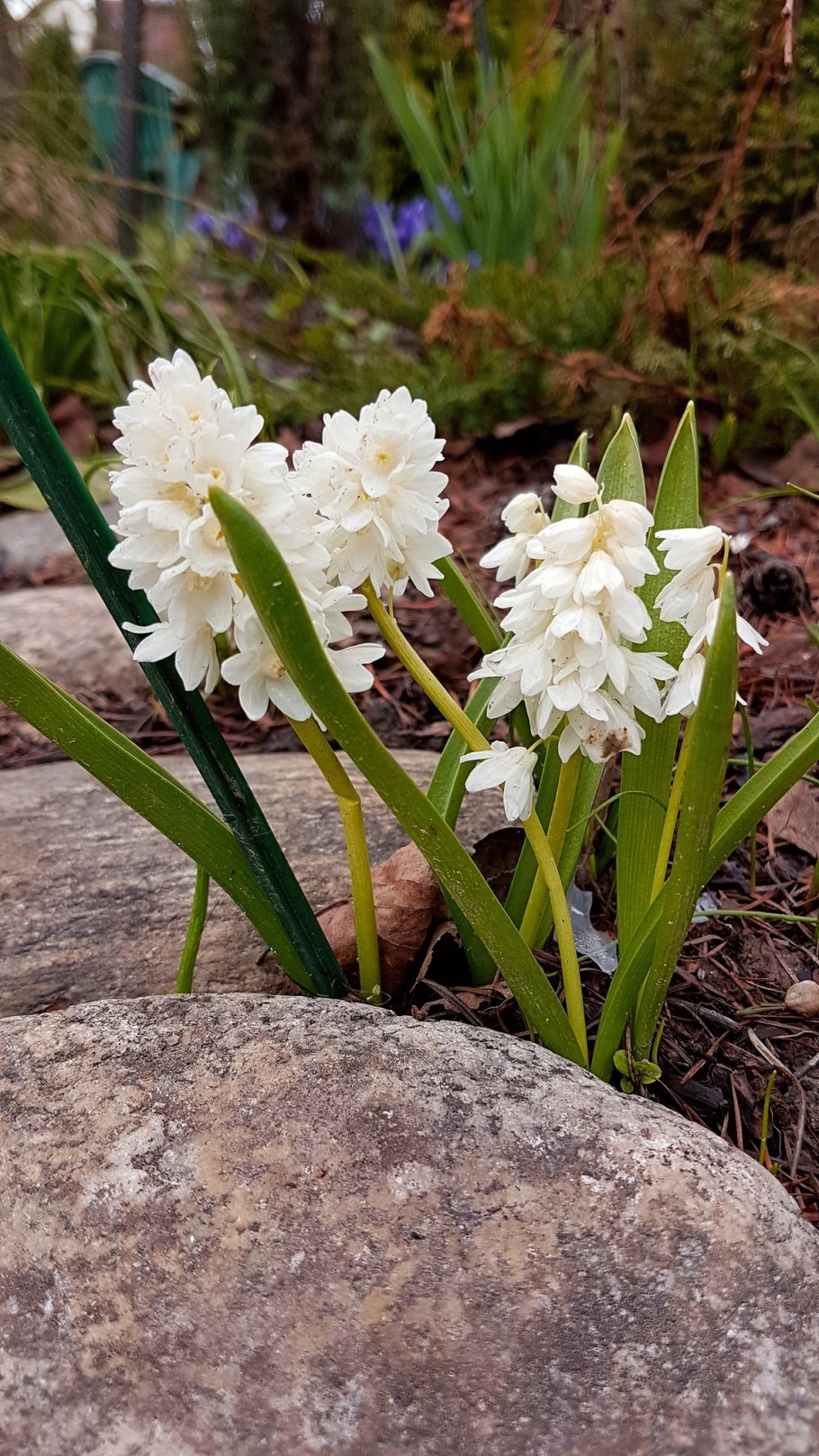 Пушкиния Ливанская Альба