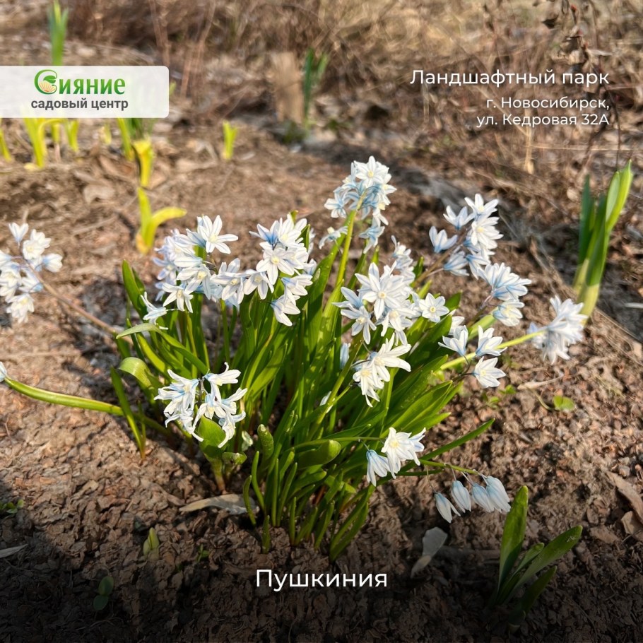 Пушкиния пролесковидная