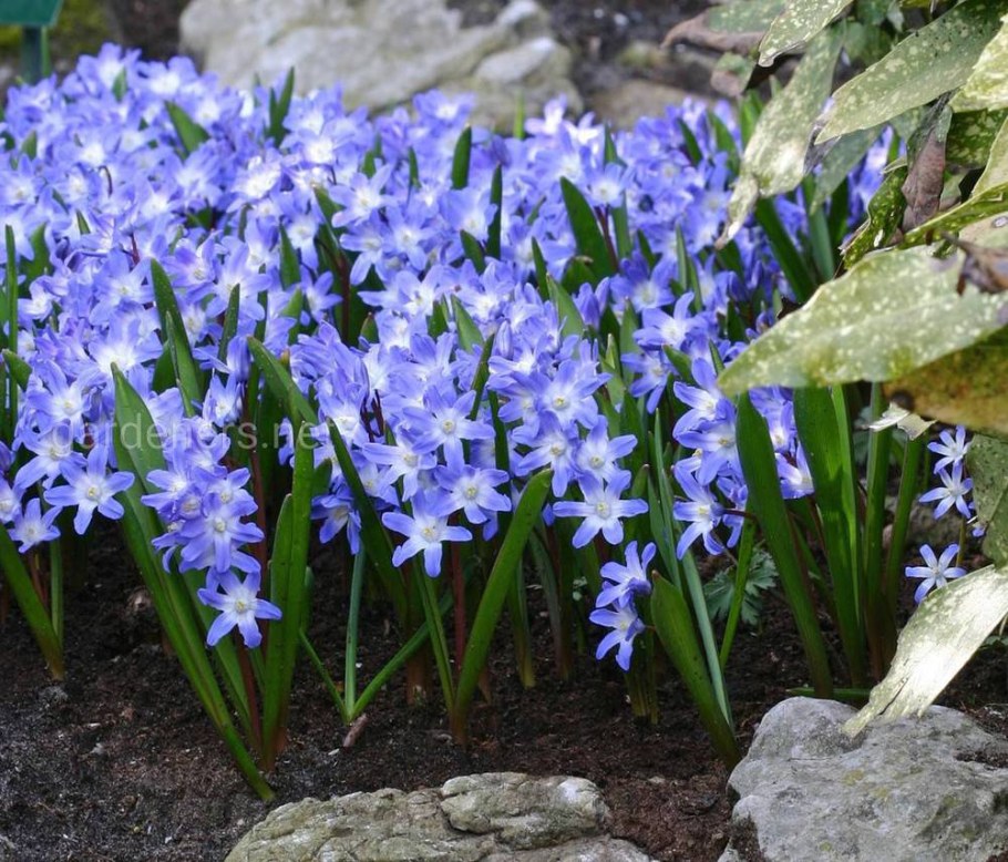 Хионодокса смесь