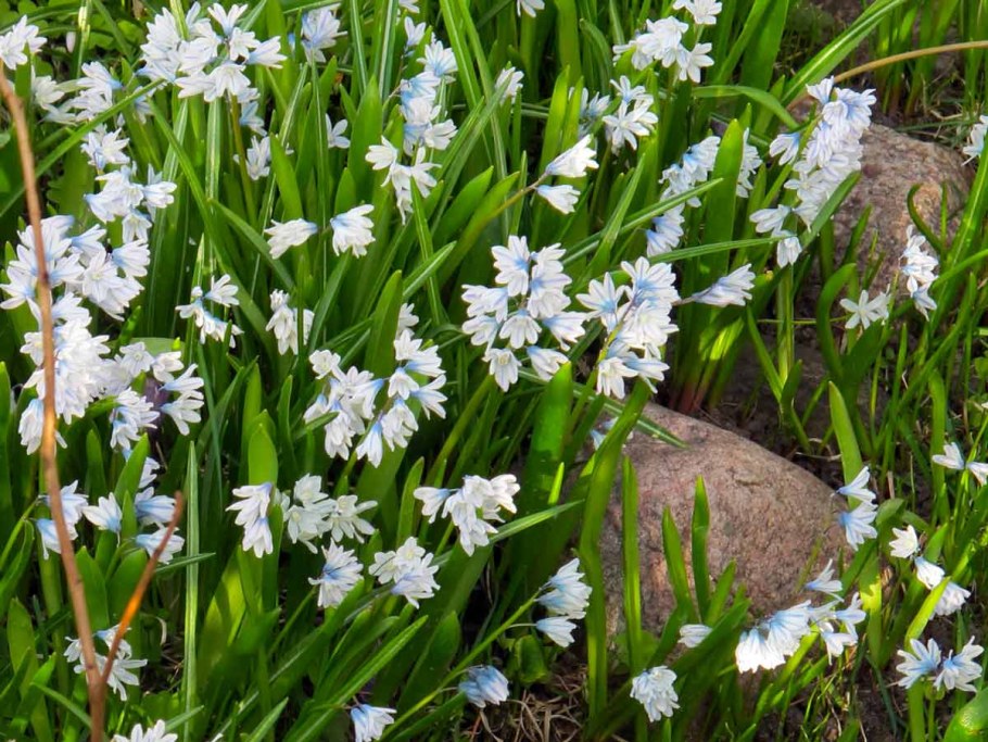 Пушкиния libanotica