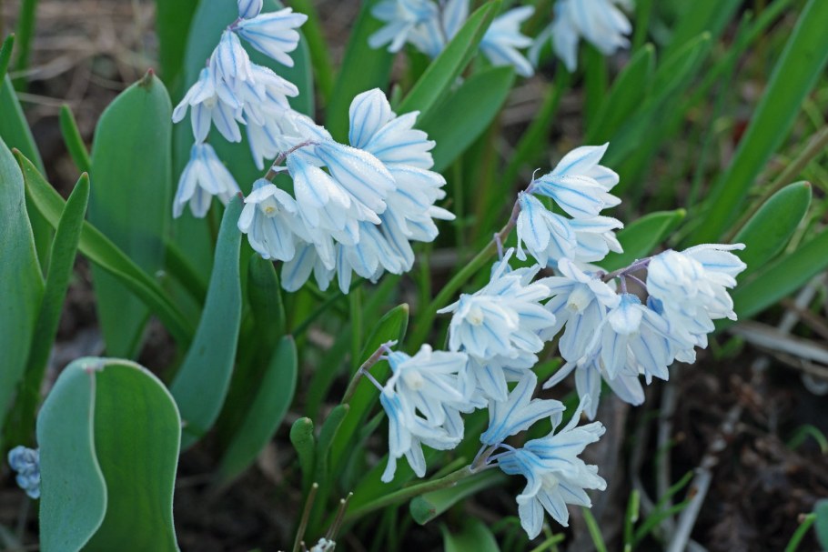 Пушкиния Ливанская Альба
