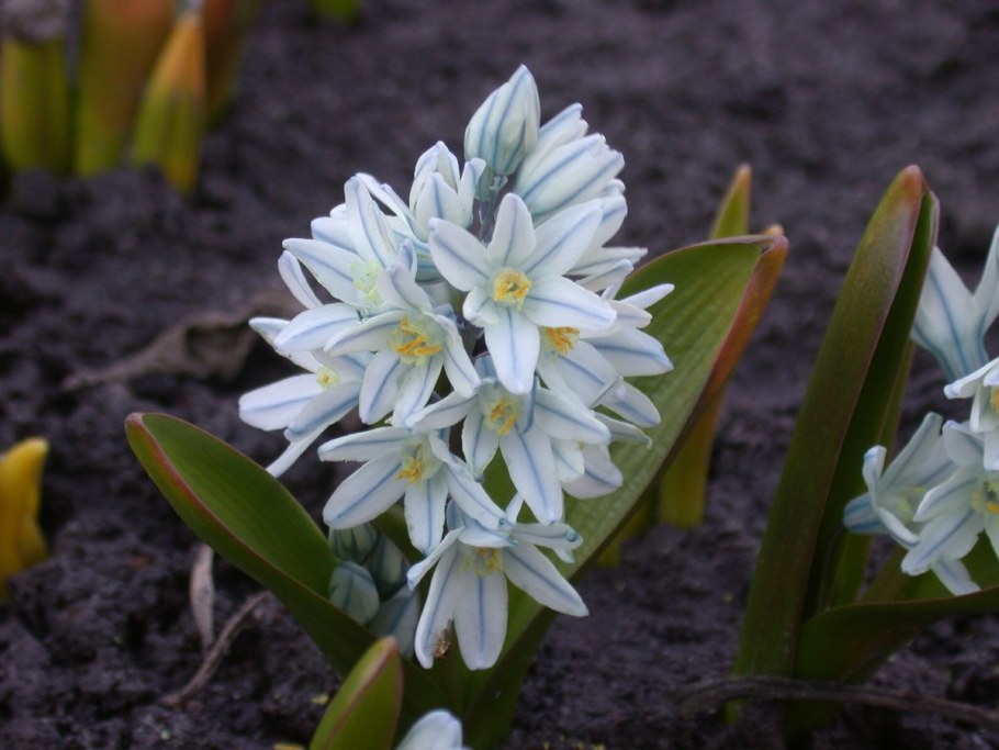 Пушкиния пролесковидная