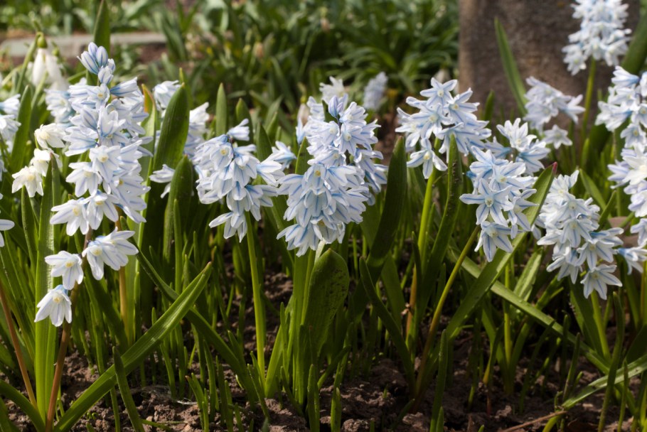 9.Puschkinia scilloides Adams