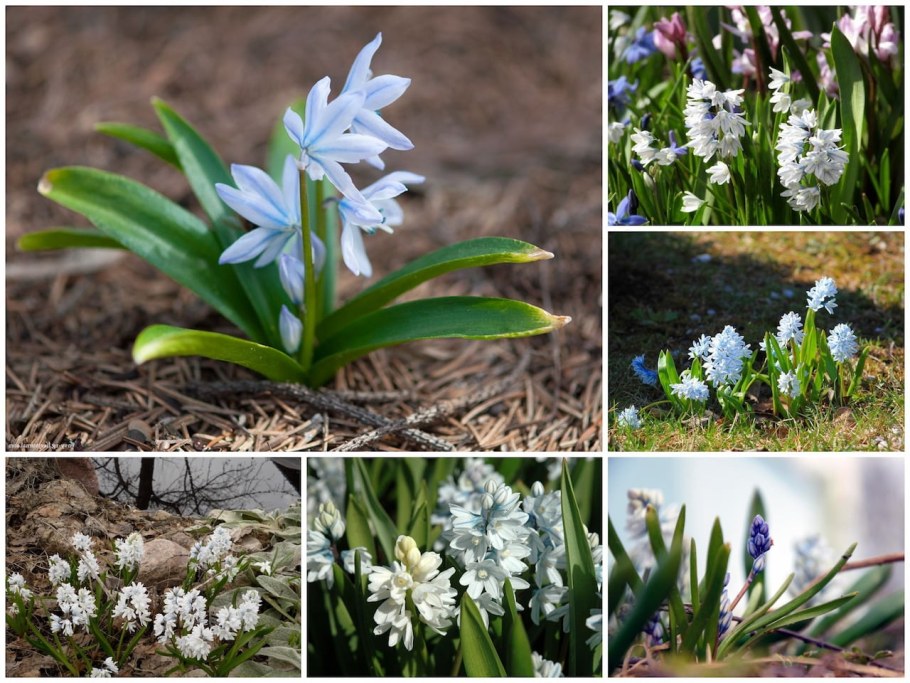 Пушкиния пролесковидная