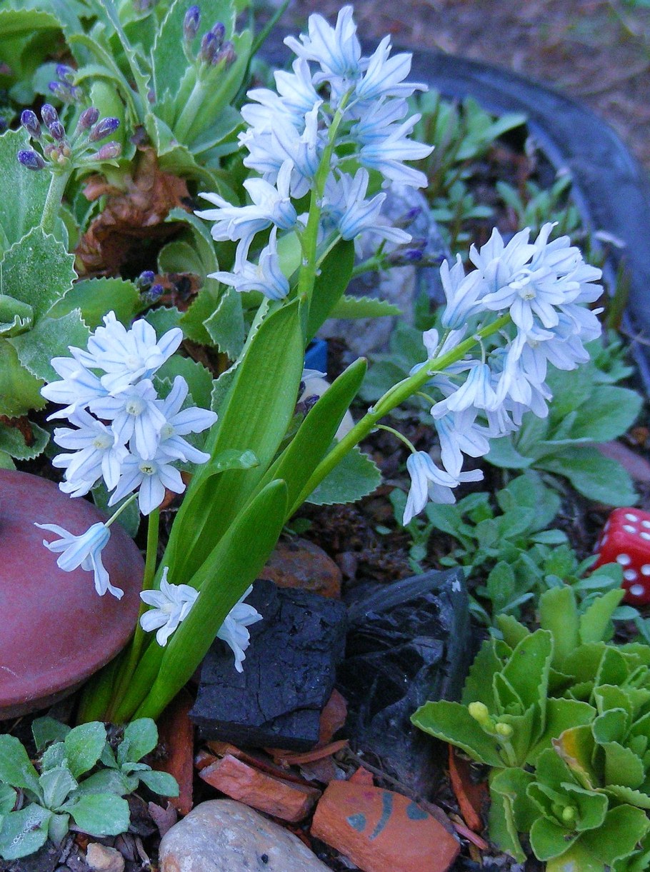 Пушкиния цветок