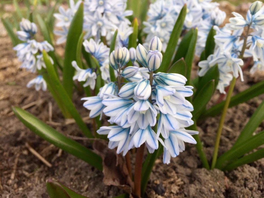 Пушкиния Ливанская