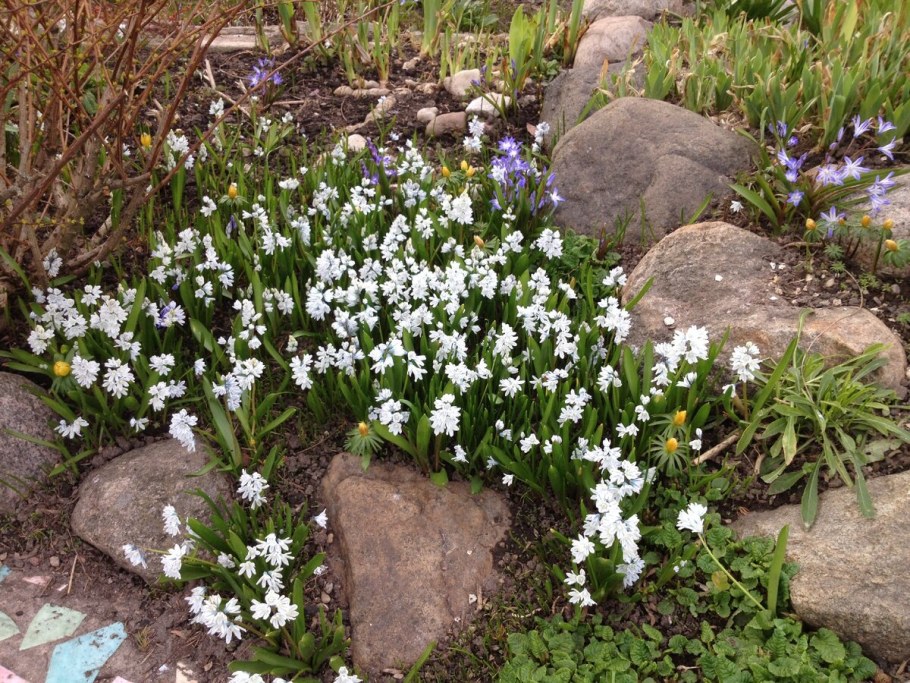 Мелколуковичные первоцветы