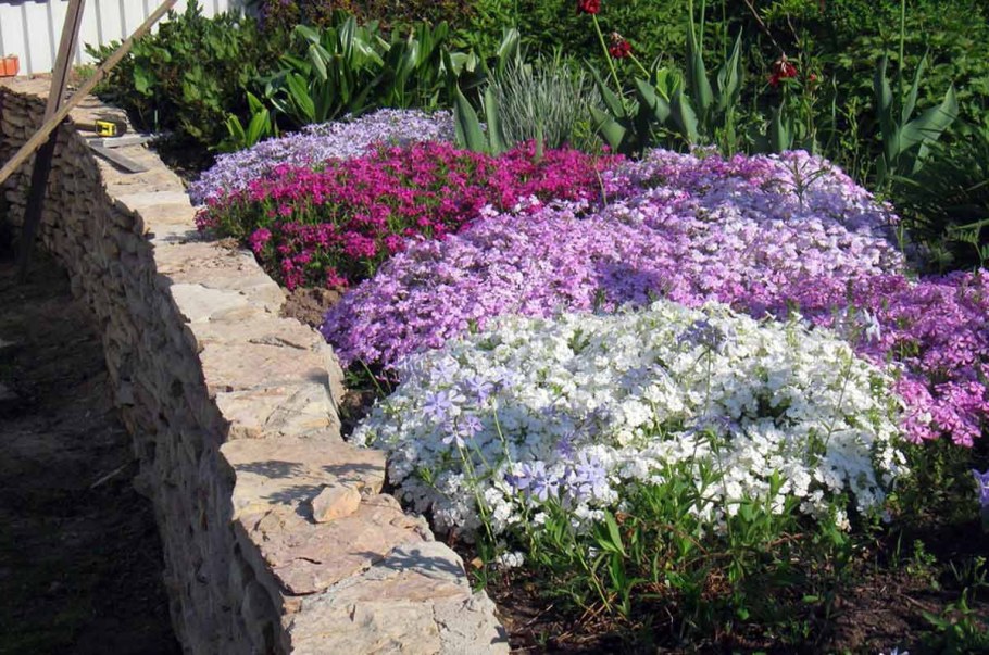 Флокс шиловидный в цветнике